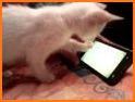 Kitty Cute Cats - Clicker Cat Collector related image