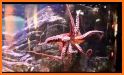 Virtual Pet Octopus related image
