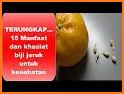 tips cara praktis dan cerdas menanam jeruk limau related image