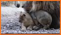 Baby Lion Caring related image