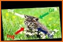 Cats Quiz related image