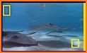 Stingrays related image