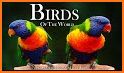 Birds Of The World related image