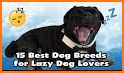 Lazy Dogs related image