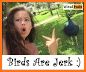 Bird Attack related image