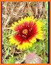 Oklahoma Wildflowers related image