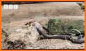 Snake Hunt related image