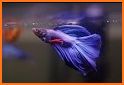 Guide for fish growing & feeding Fish related image