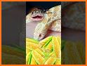 Reptiles related image