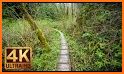 Take a walk | Relaxing walks and ambient sounds related image