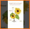 Plants Pair Matching Game related image
