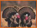 Turkey Calls For Hunting related image