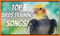 Singing to tame your cockatiel related image