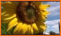 SunFlower Camera HD related image