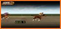 Racing Horse & Jumping Stunts related image