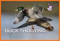 Duck Shooting related image