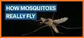 Mosquito Fly related image