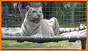 White Tiger related image