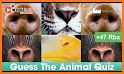 Animal Quiz: Guess the Animal related image