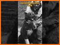 Balto K9 related image