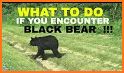 Black Bear Safe related image