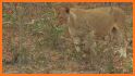 Lioness Travel related image