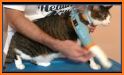 Kitty Care and Grooming related image