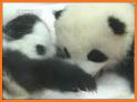 Baby Panda's Holidays related image