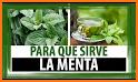 Menta related image