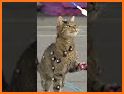 Kitty Stray Cat Simulator Game related image