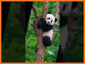 Cute Gum Panda Keyboard Background related image
