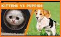 Kitty and Puppy Theme related image