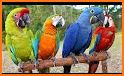Macaw Parrot Theme related image
