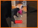 Sniffy Dog related image