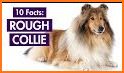 Collie related image