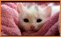 Cat Wallpapers & Kitten Backgrounds related image