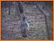 Hot Hen Electronic Turkey Call related image