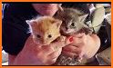 Little Cat Rescue related image