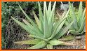 Care for Your Aloe Vera Plant related image