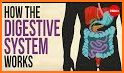 The Digestive System, 2nd Ed. related image