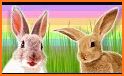Pet Bunny Rabbit Run For Kids related image
