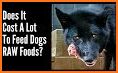 Raw Fed Dog Food Calculator related image