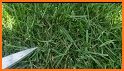 Grass Cut ASMR related image