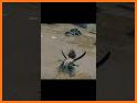 Scarab Treasure related image