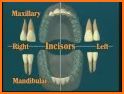 Dental  Anatomy related image