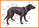 Canine AcuPoints related image