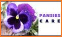 Pansy Camera - 2019 related image