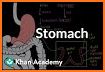 My Stomach Anatomy related image