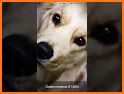 Dog Breed Identification AR related image