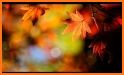 Theme for magic autumn maple leaves wallpaper related image